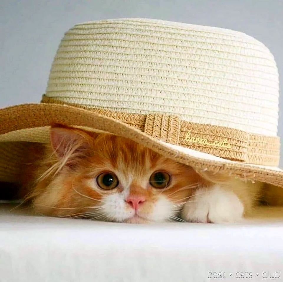 Котенок в шляпе. Картинка