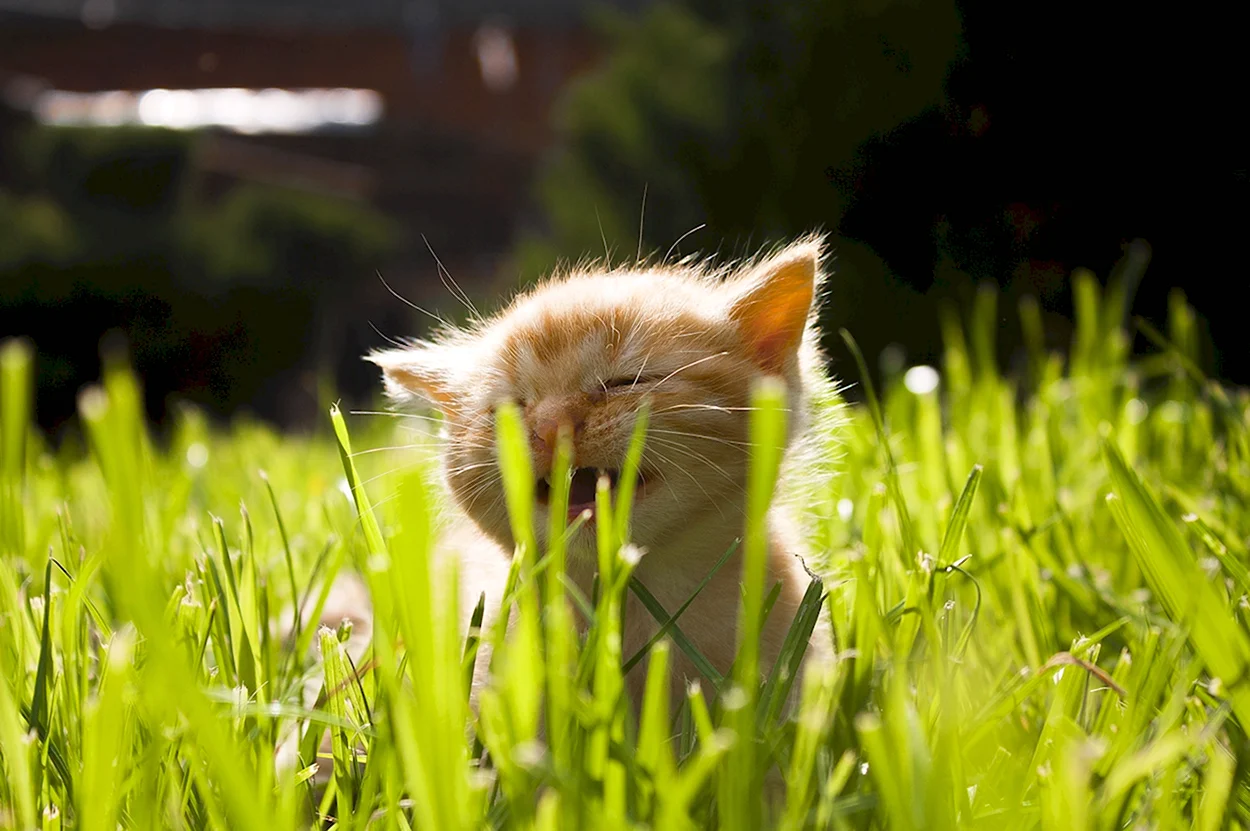 Котенок в солнечных лучах. Красивое животное