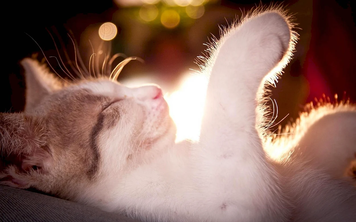 Котенок в солнечных лучах. Красивое животное