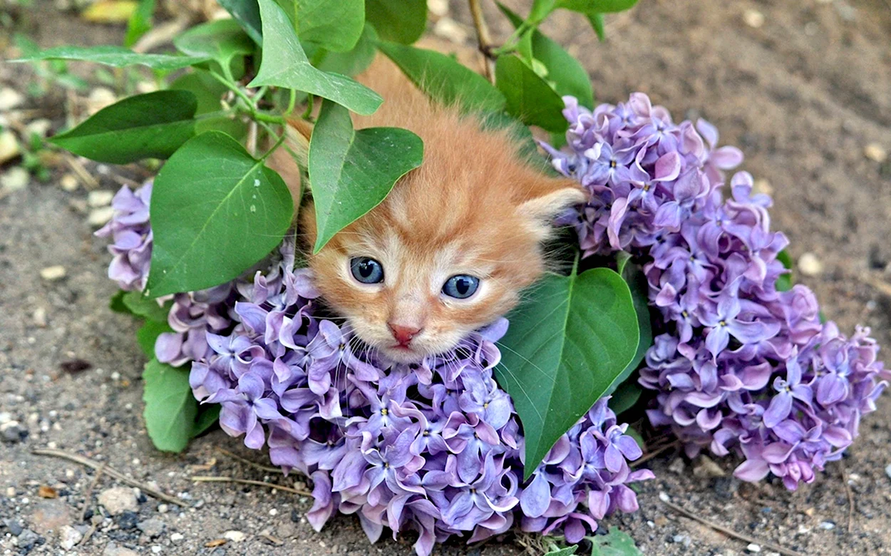 Котенок в цветах. Красивое животное