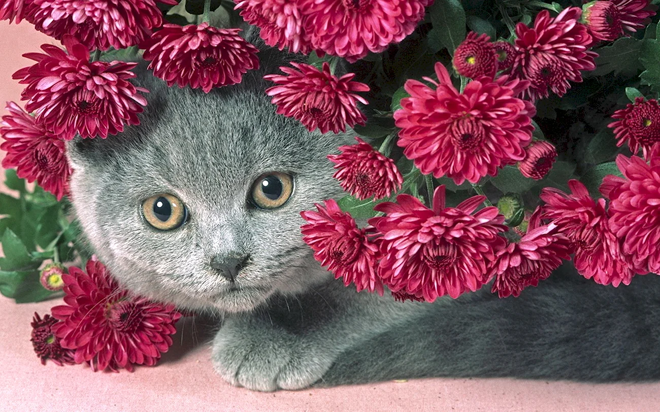 Котенок в цветах. Красивая картинка