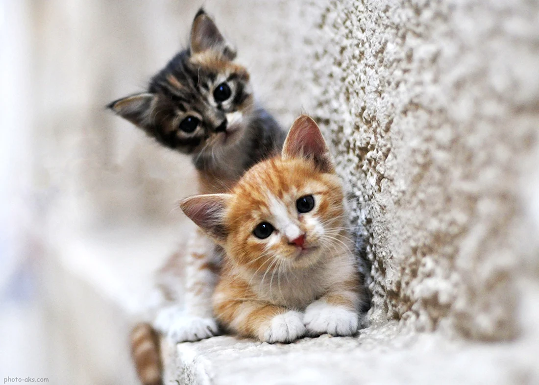 Котята милашки. Красивые картинки животных