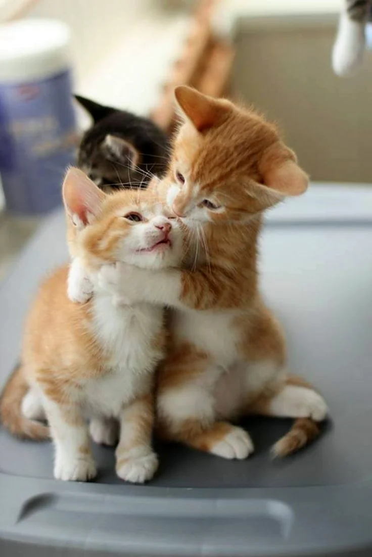 Котята обнимаются. Красивые картинки животных