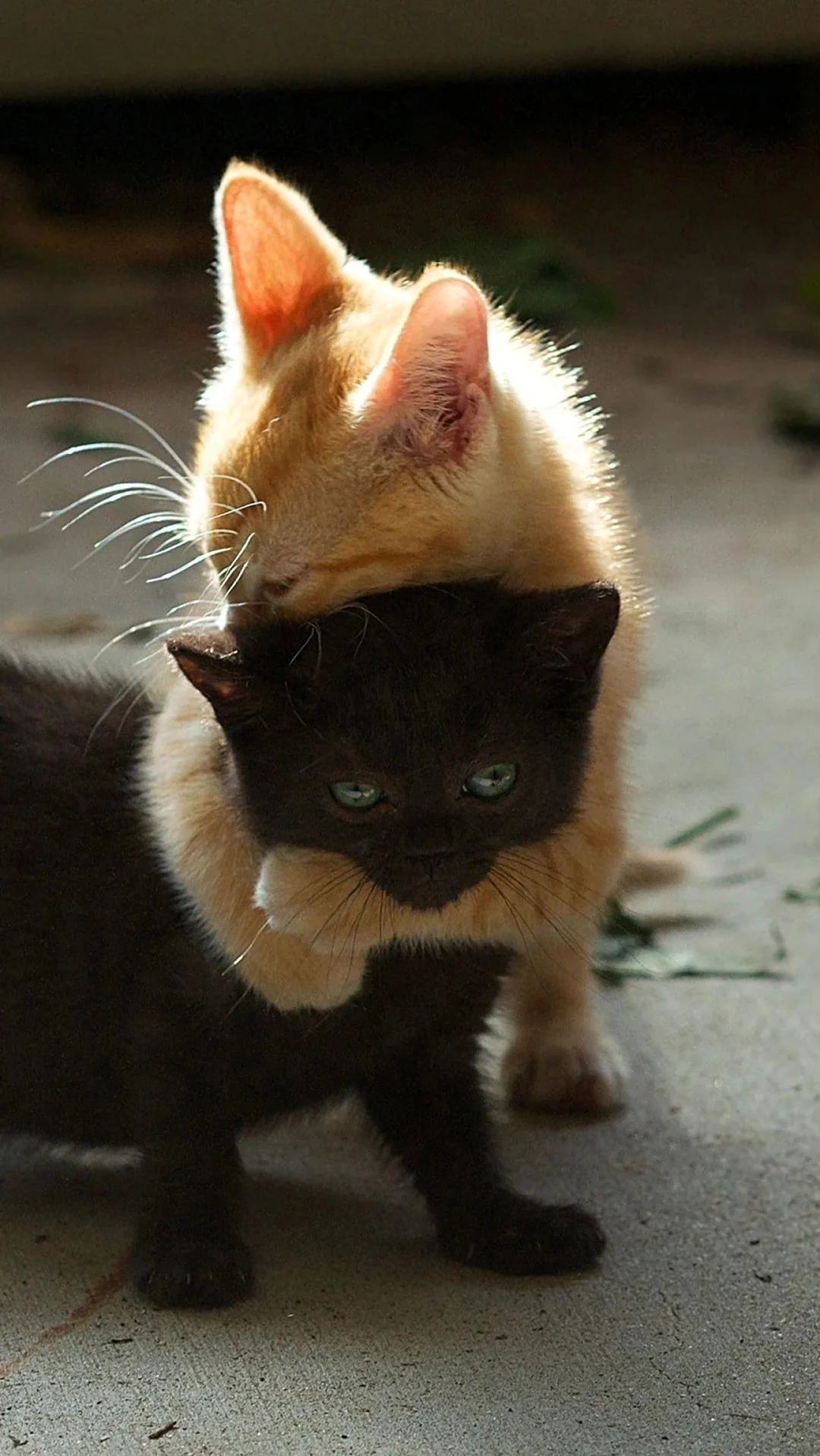 Котята обнимаются. Красивое животное