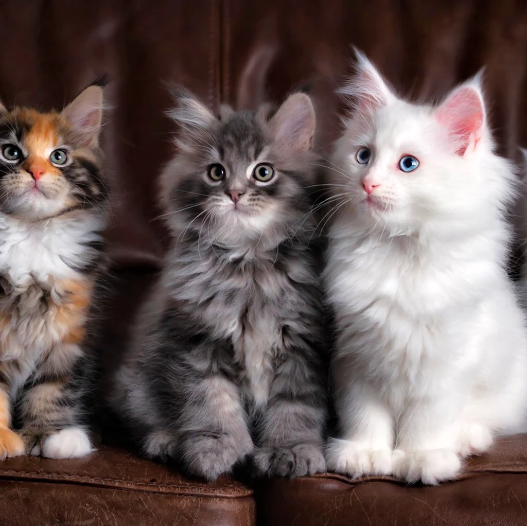 Котята разных цветов. Красивые картинки животных