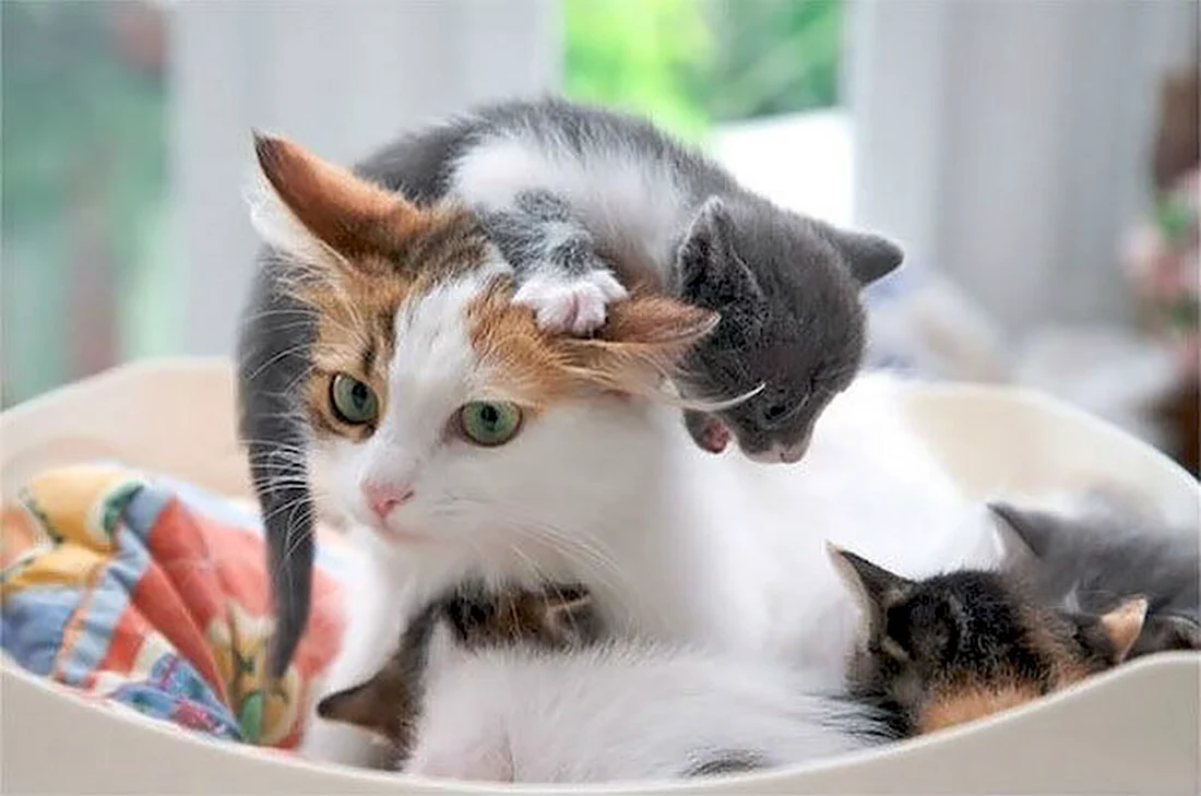 Котята с мамой. Красивые картинки животных