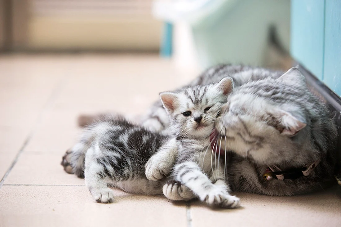 Котята с мамой. Красивые картинки животных