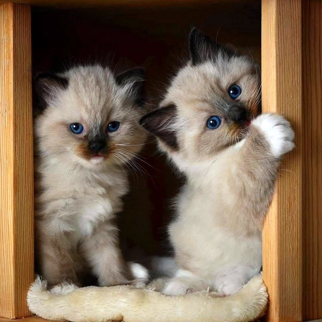 Котята сиамские пушистые. Красивые картинки животных