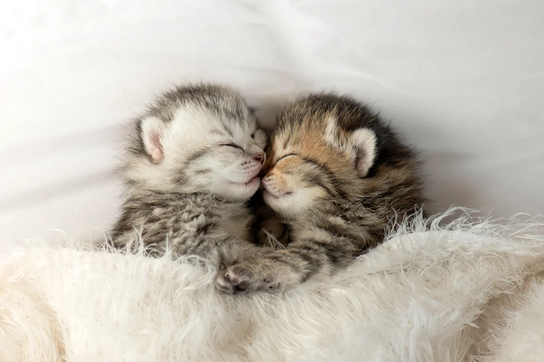Котята спящие в обнимку. Красивые картинки животных