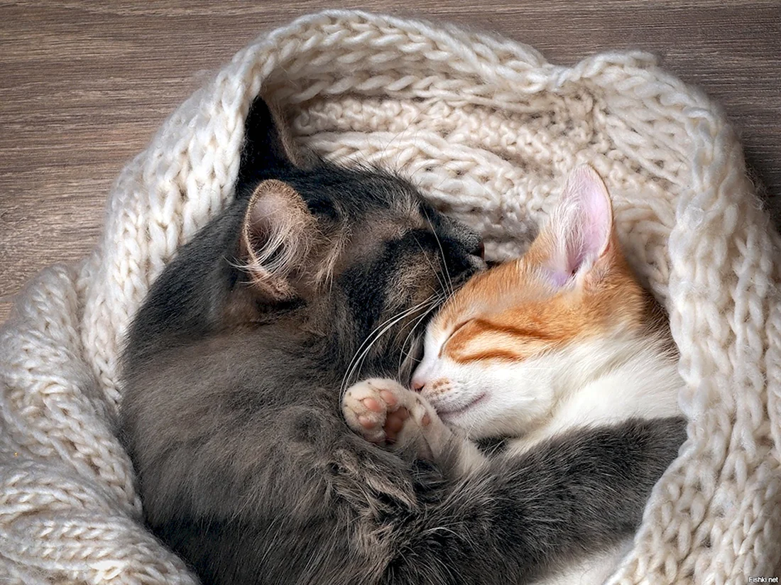 Котята спят в обнимку. Красивые картинки животных