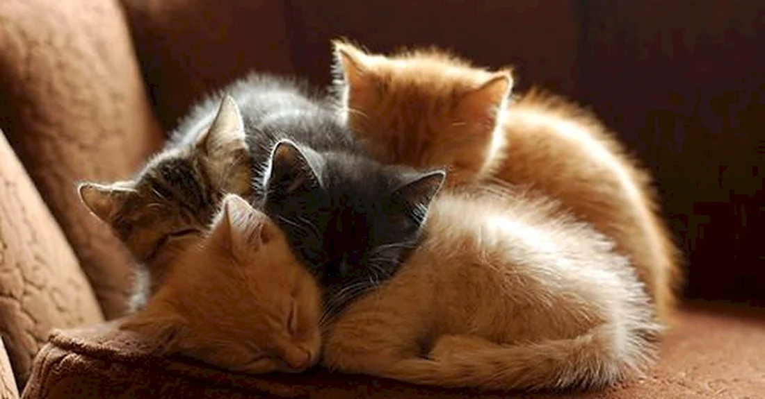 Котята спят вместе. Красивые картинки животных