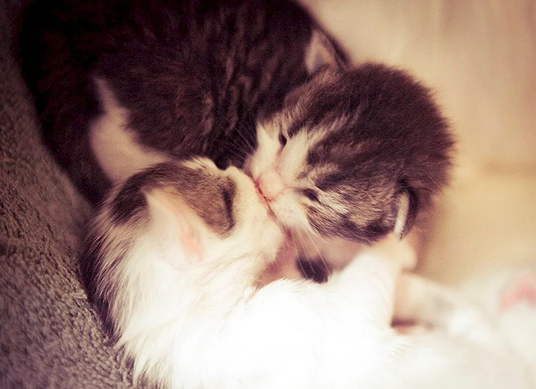 Котята целуются. Красивые картинки животных