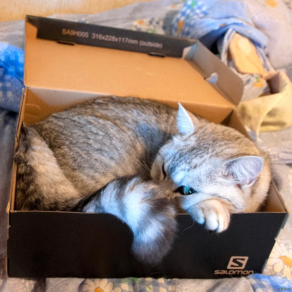 Котята в коробке. Красивое животное