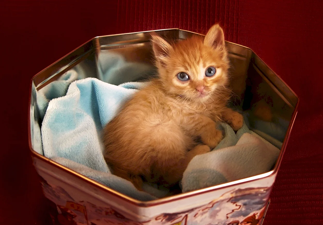Котята в коробке. Красивое животное