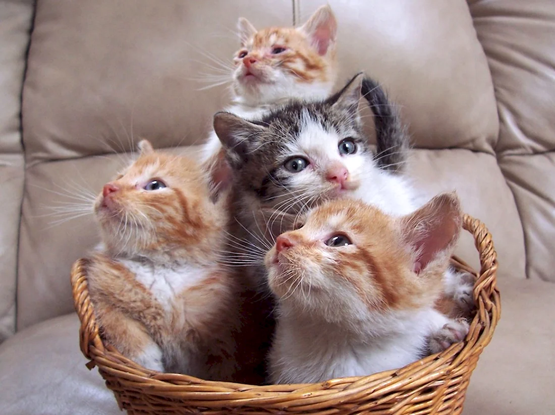 Котята в корзинке. Красивые картинки животных