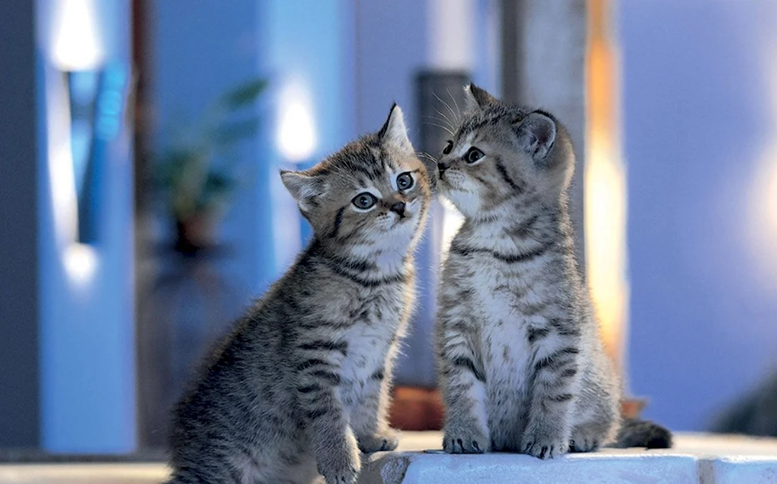 Котята вместе. Красивые картинки животных