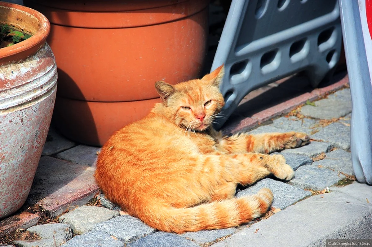 Котик греется на солнышке. Красивое животное