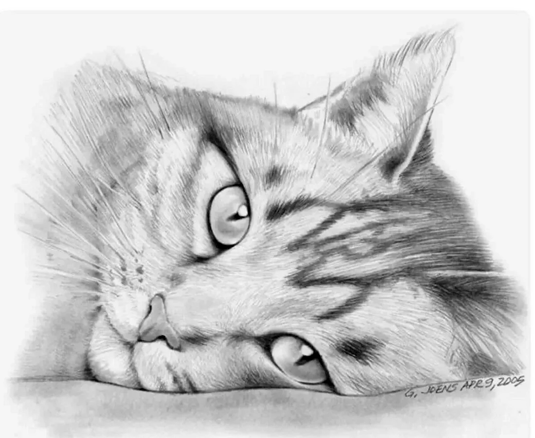 Котик карандашом. Красивые картинки животных