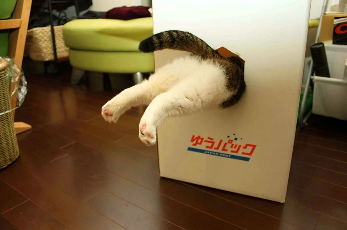 Котик прячется в коробке. Красивое животное