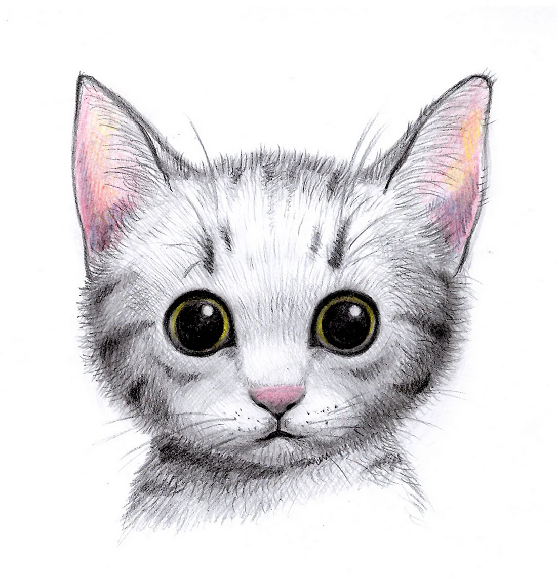 Котик рисунок. Красивые картинки животных