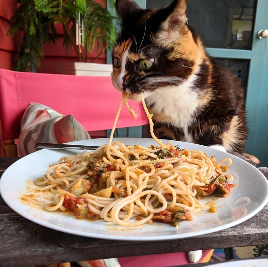 Котик с едой. Прикольная картинка