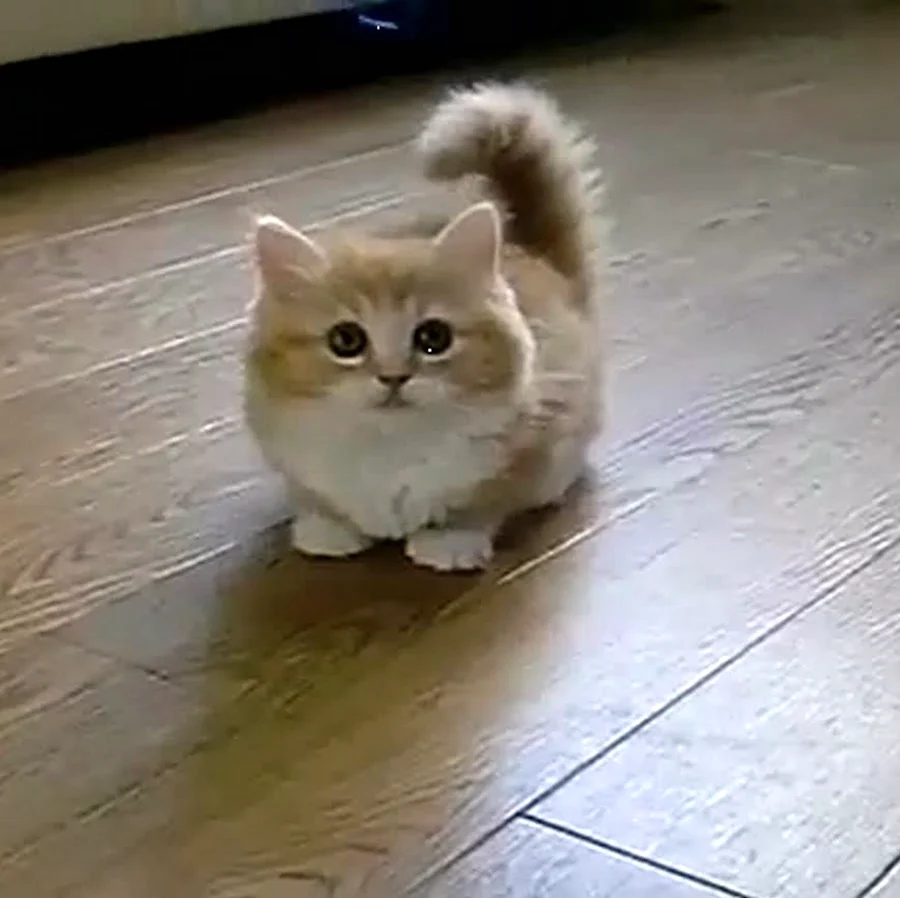 Котик с короткими лапками Мем. Красивое животное