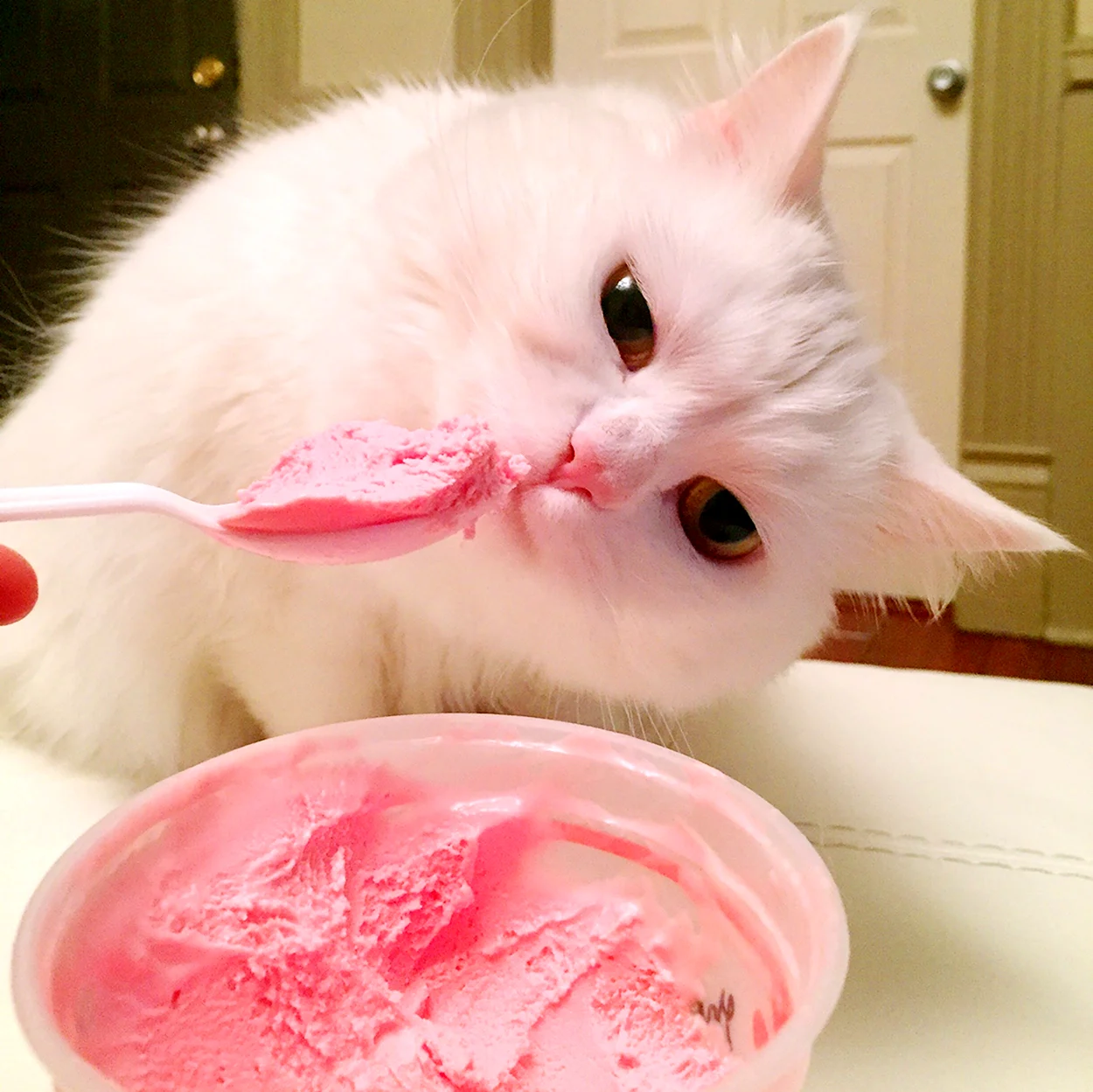 Котик с мороженым. Красивое животное
