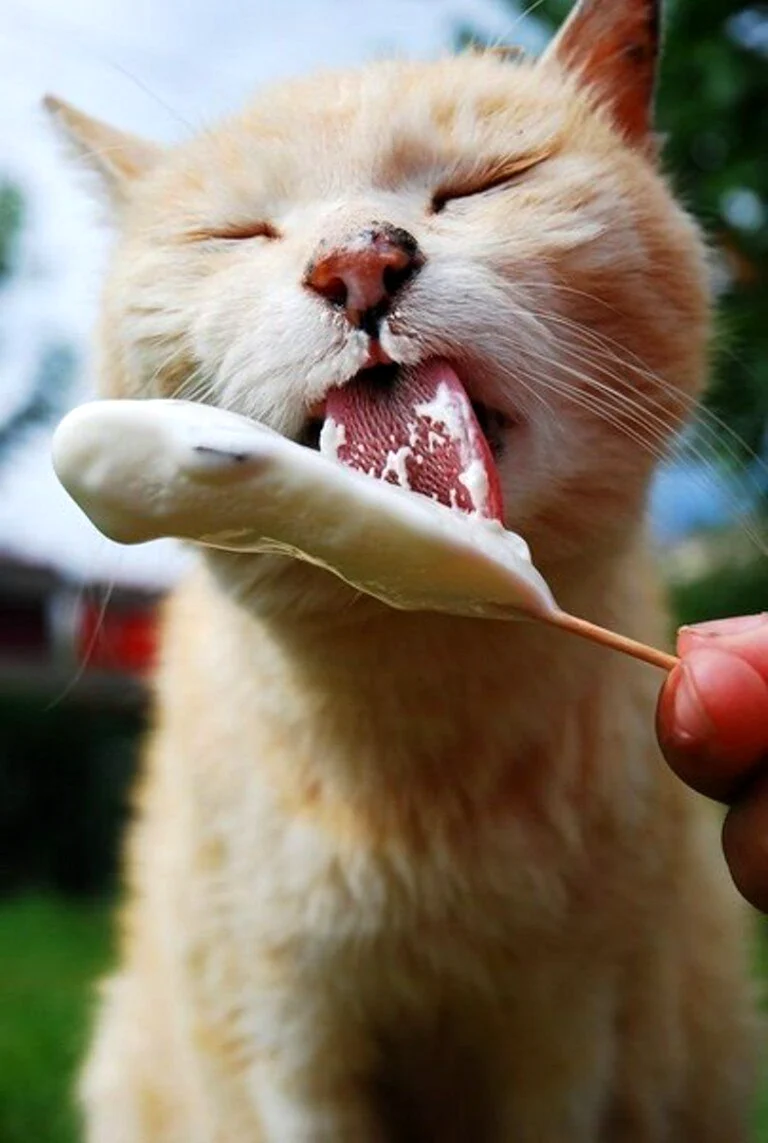Котик с мороженым. Красивое животное