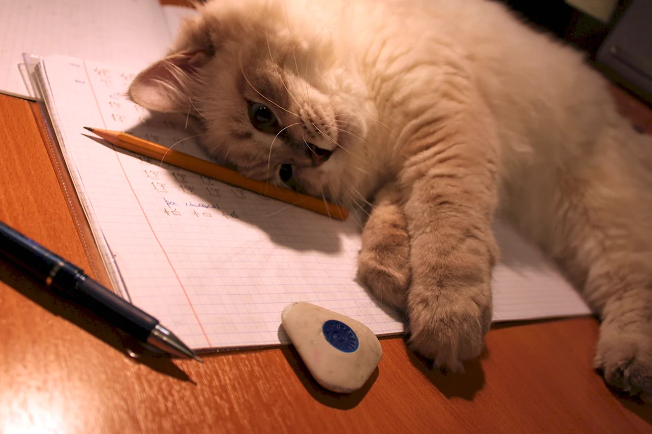 Котик с тетрадкой и ручкой. Картинка