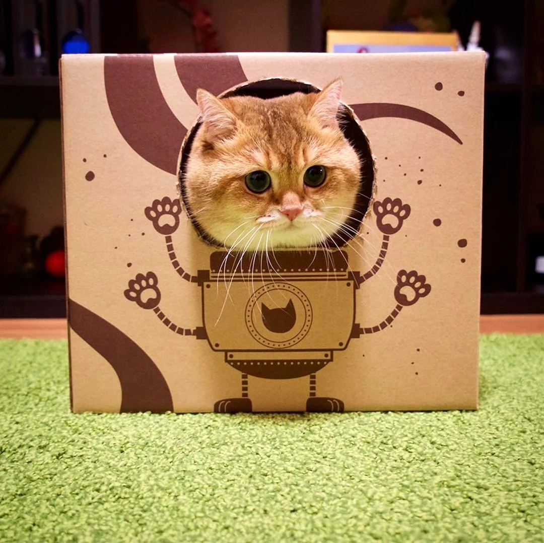 Котик в коробке. Красивое животное