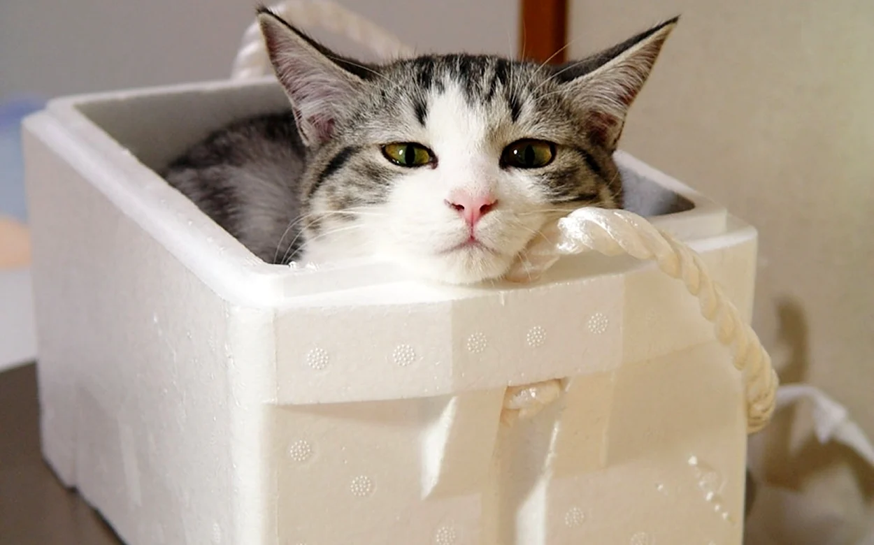 Котик в коробке. Красивое животное