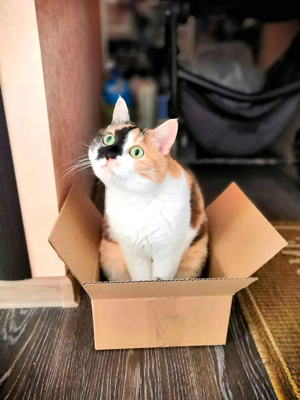 Котики и коробки. Красивое животное