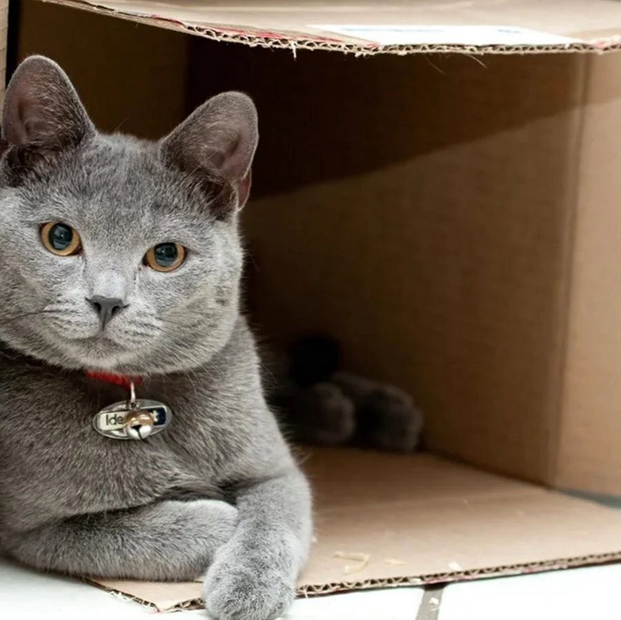 Котики и коробки. Красивое животное