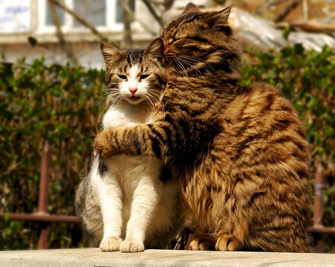 Котики любовь. Красивые картинки животных
