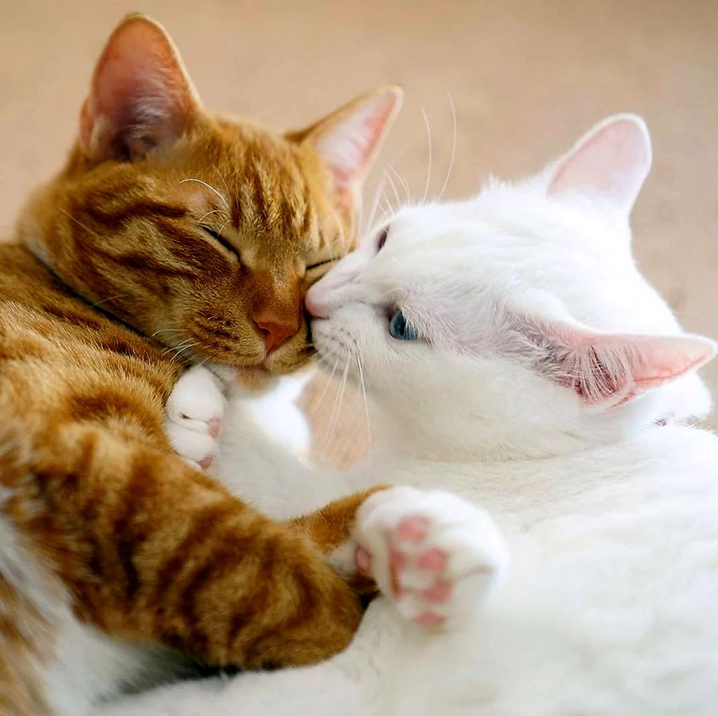 Котики обнимаются. Красивые картинки животных