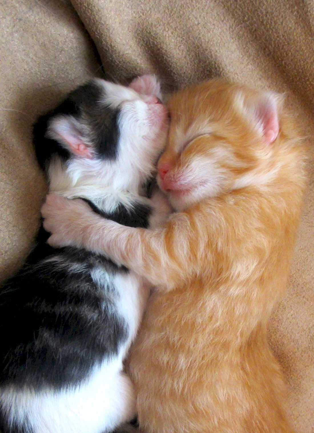 Котики обнимаются. Красивые картинки животных