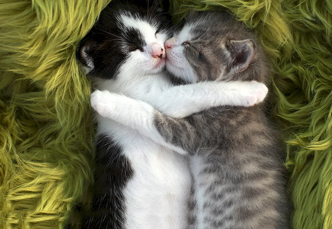 Котики обнимаются и целуются. Открытка на каждый день