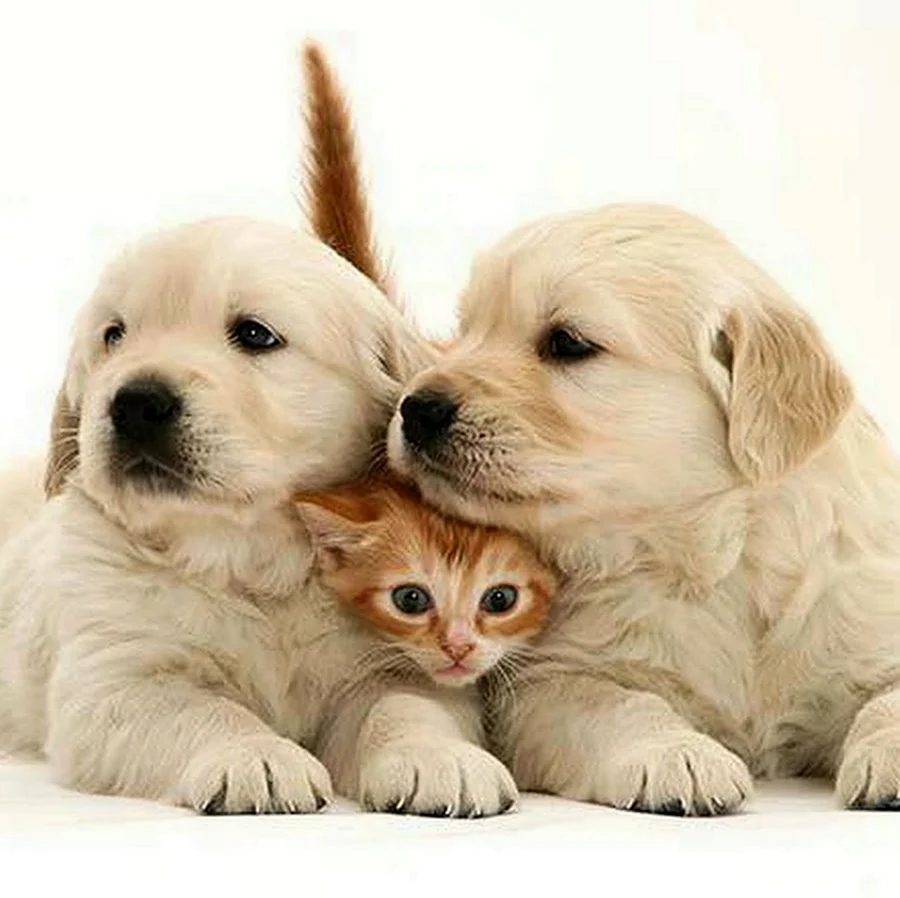 Котики собачки. Красивые картинки животных