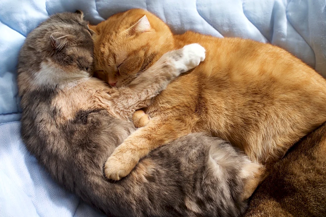 Котики спят в обнимку. Красивые картинки животных