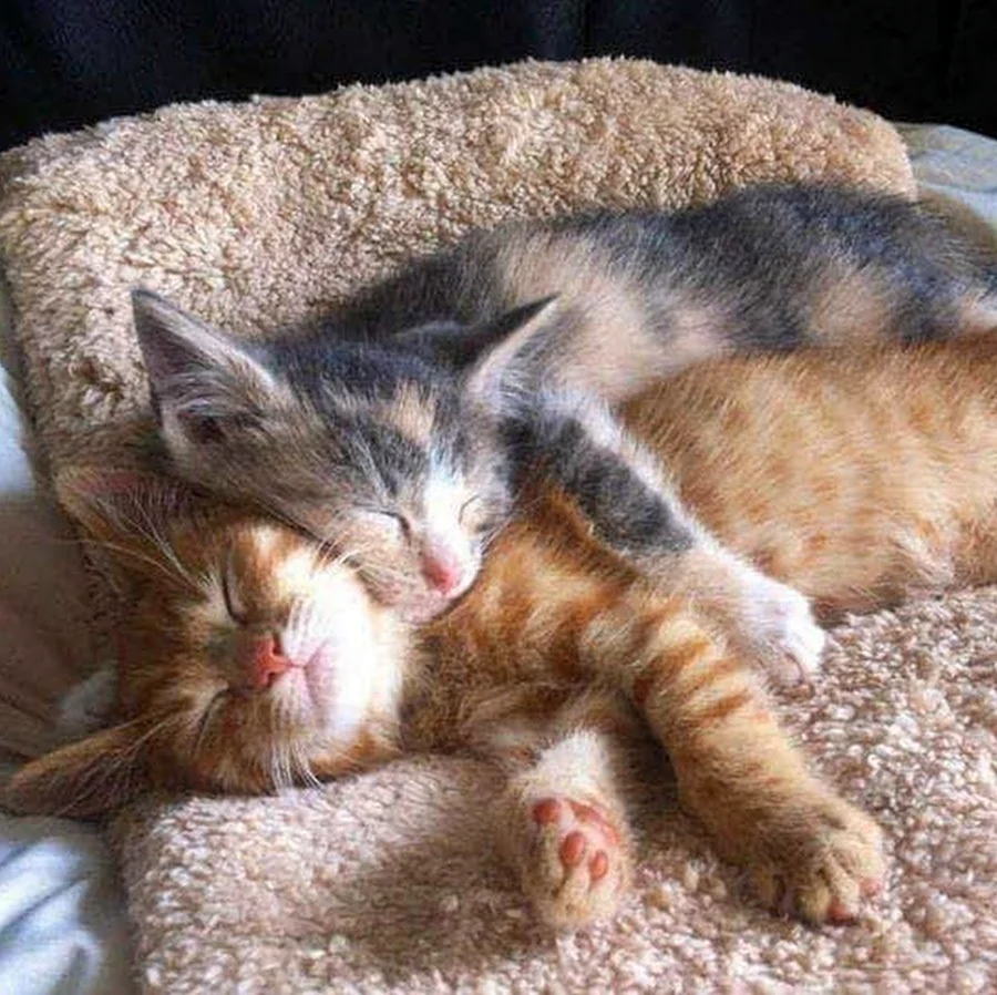 Котики спят вместе. Красивые картинки животных