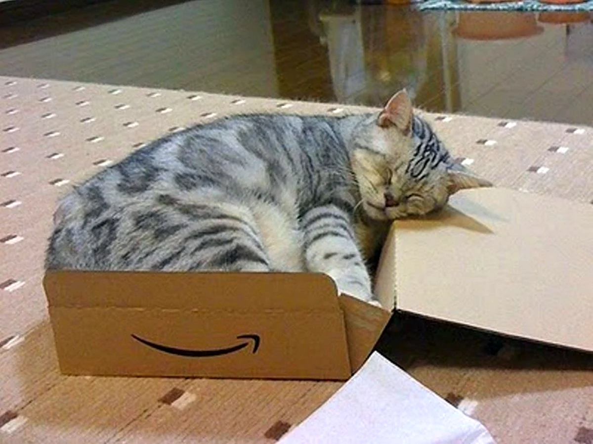 Котики в коробках. Красивое животное