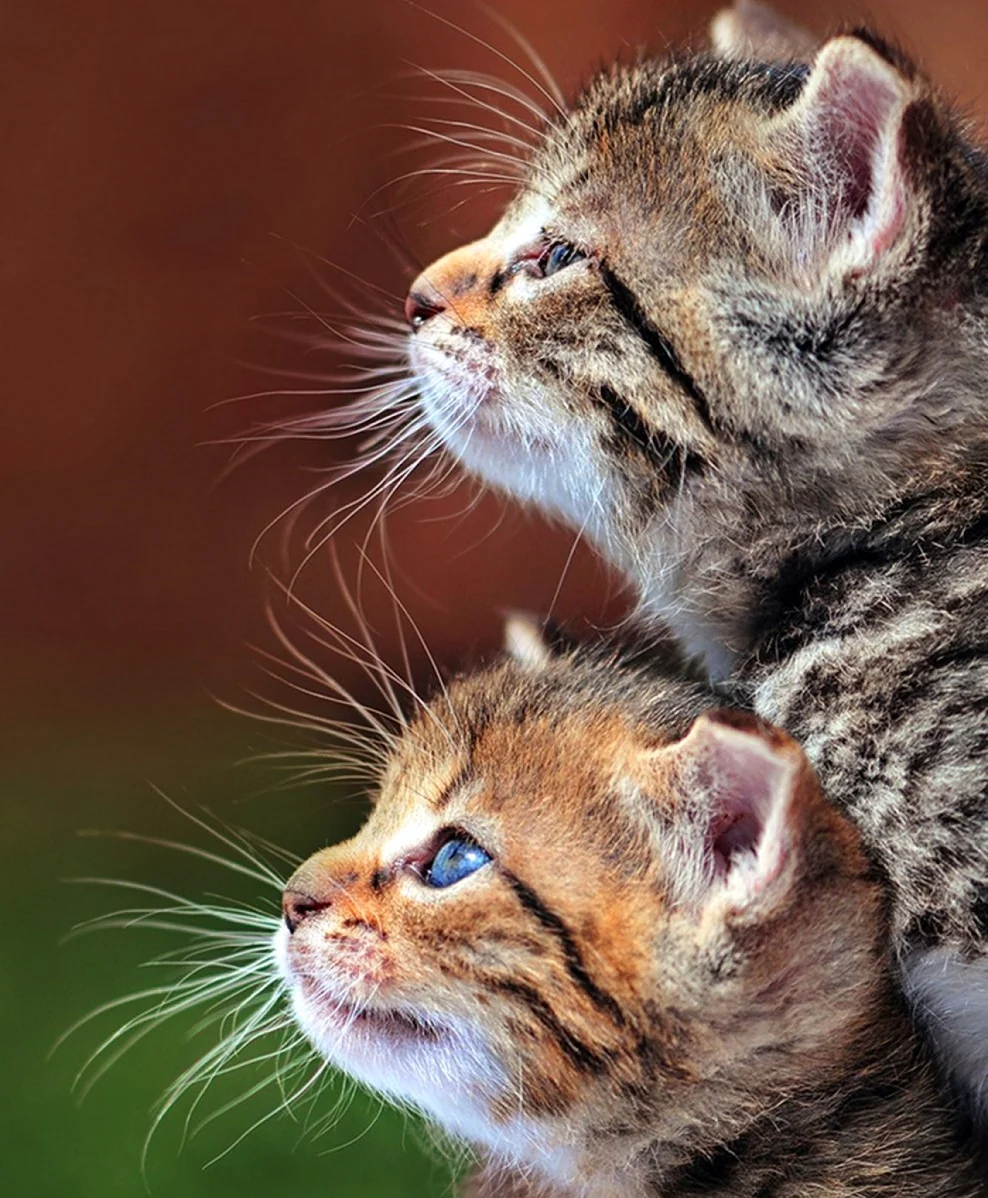 Котики вместе. Красивые картинки животных