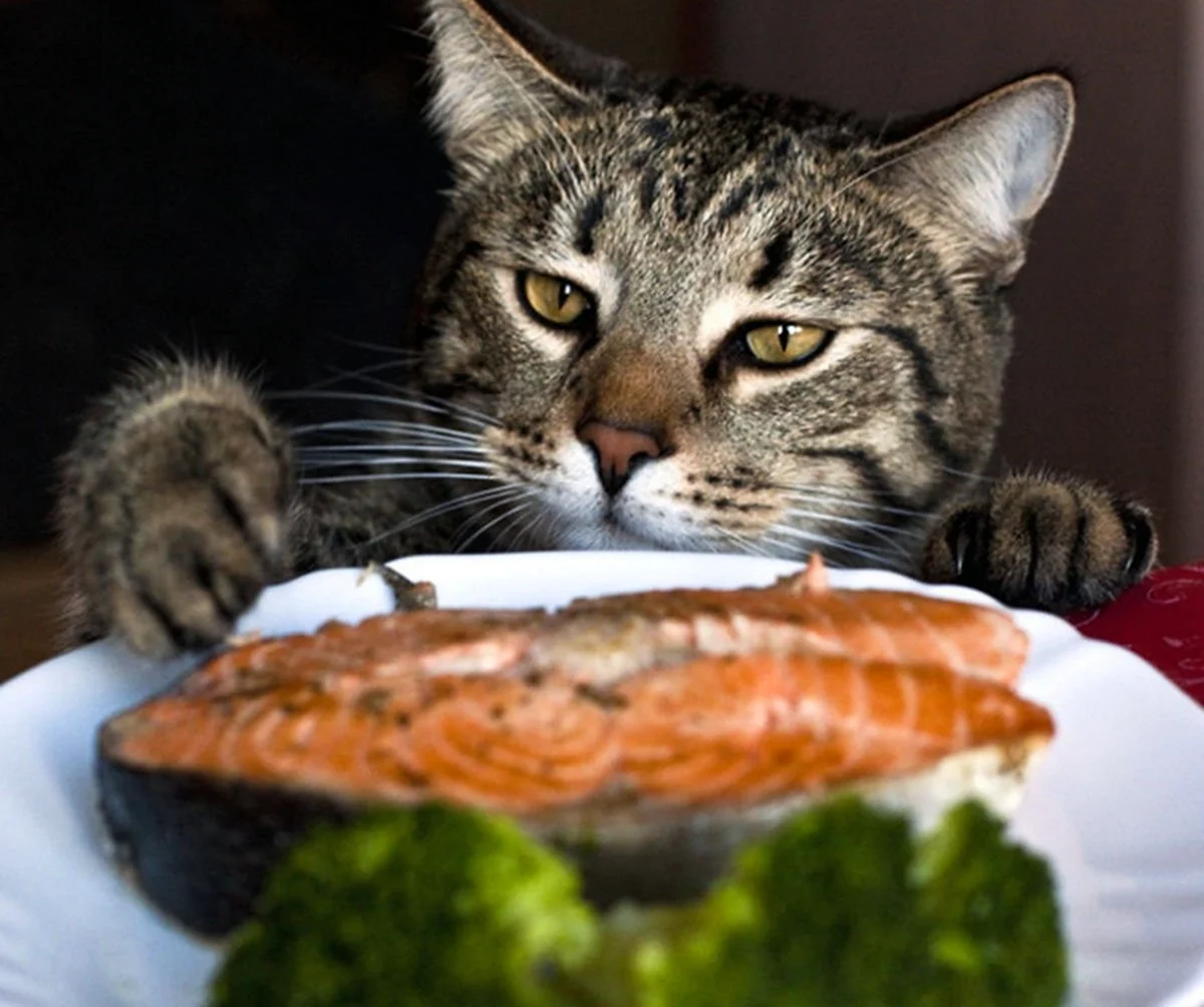 Коты и еда. Красивое животное