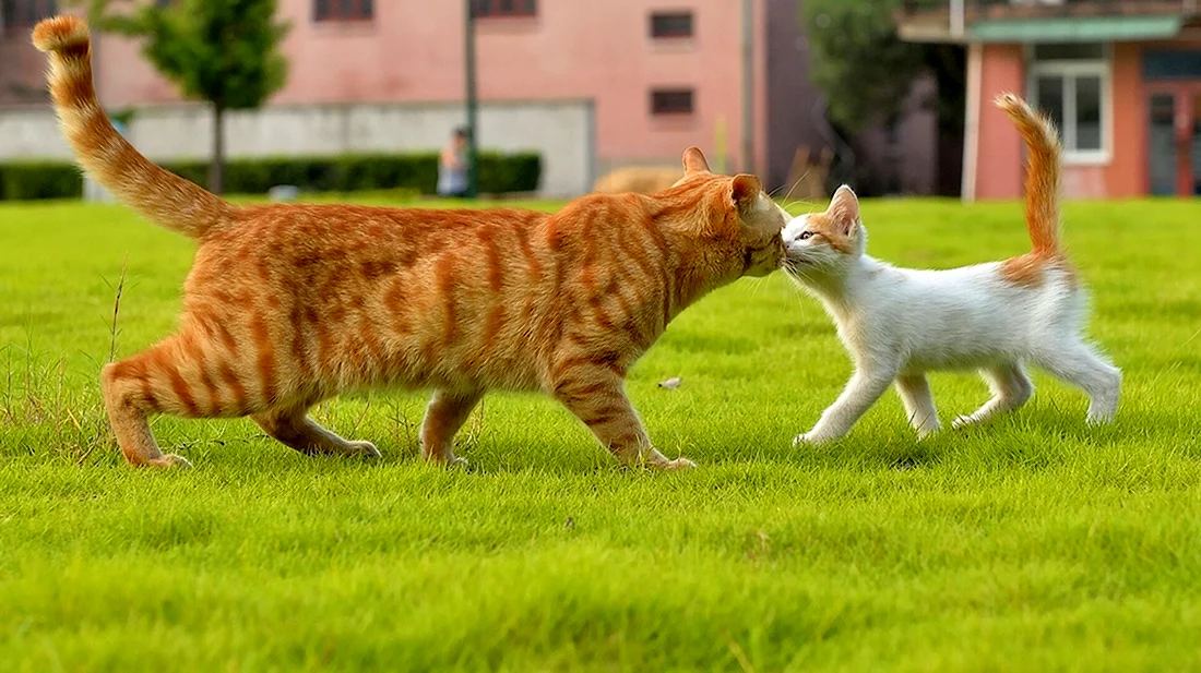 Коты и кошки. Красивые картинки животных
