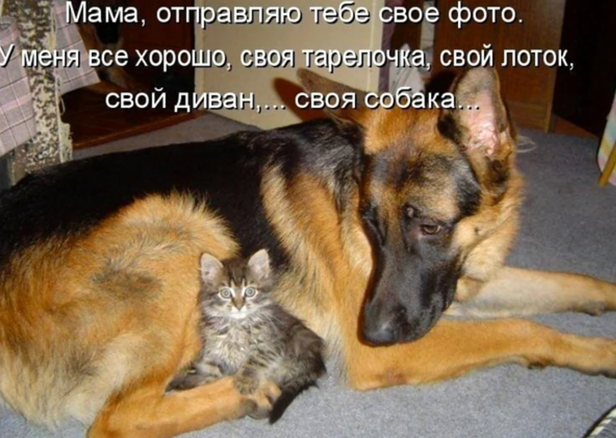 Коты и собаки с надписями. Прикольная картинка