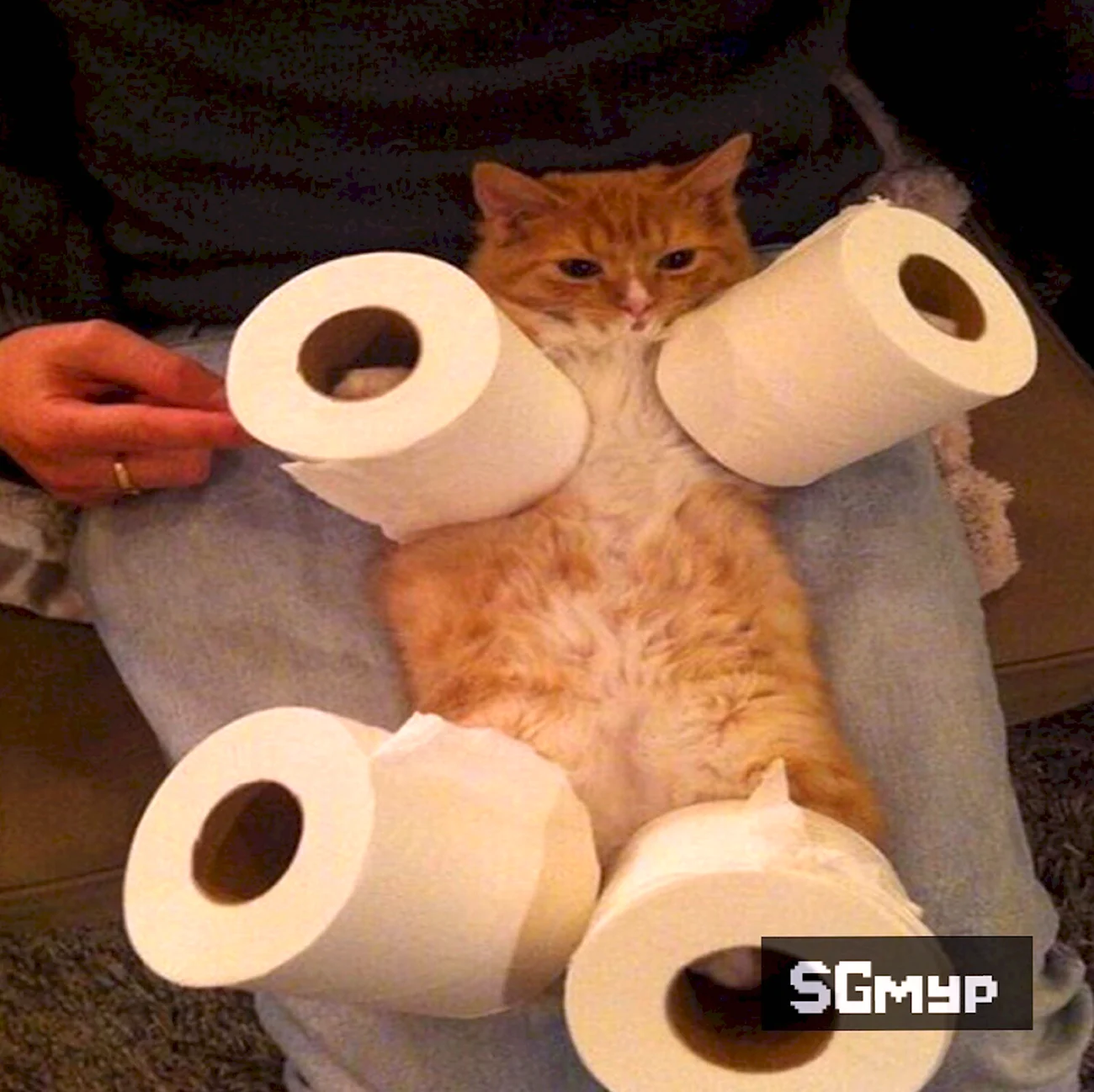 Коты и туалетная бумага. Прикольная картинка