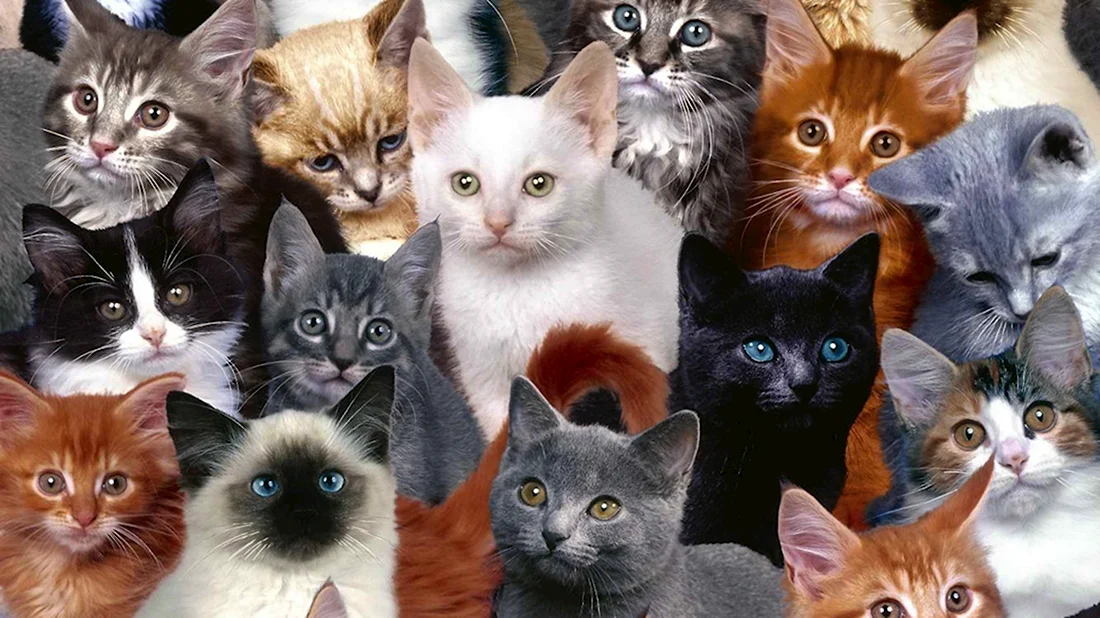Коты картинки. Красивые картинки животных