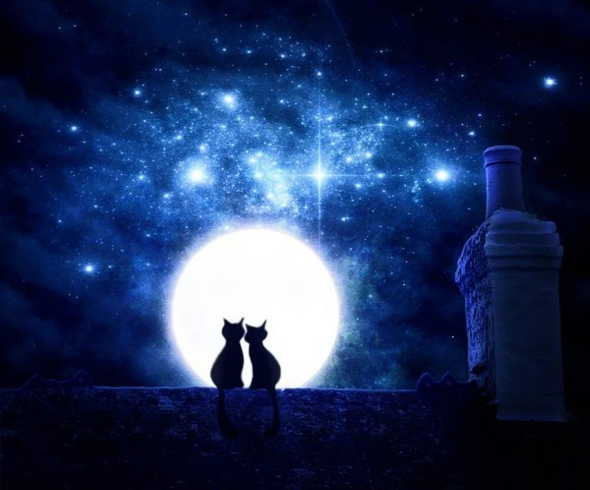 Коты на крыше под луной. Красивая картинка