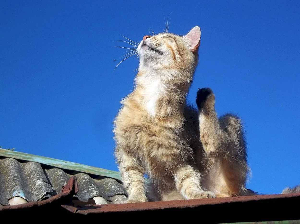 Коты на солнышке. Красивое животное
