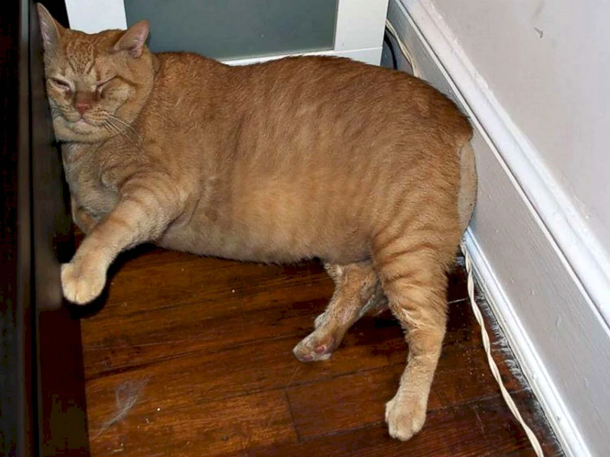 Коты с ожирением. Красивое животное